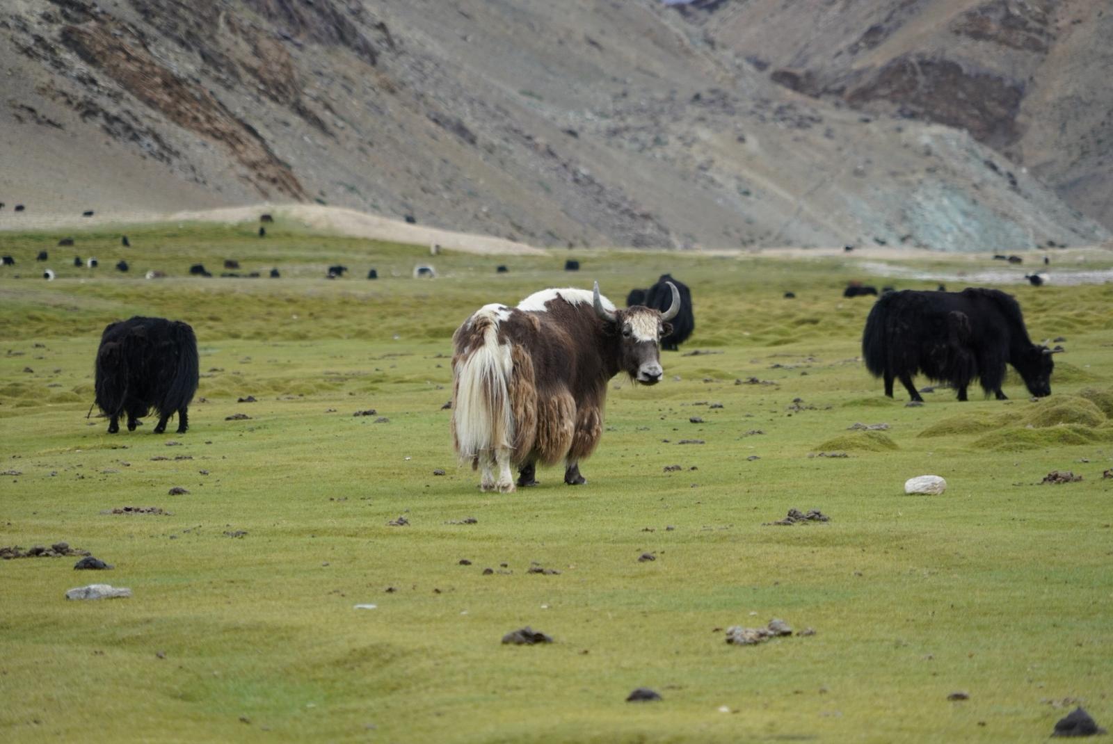 Wildlife Tours